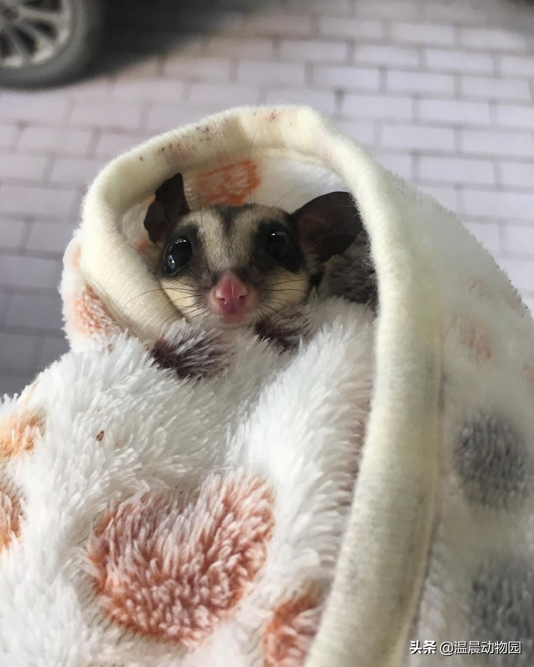 蜜袋鼯散养好吗,蜜袋鼯合法吗