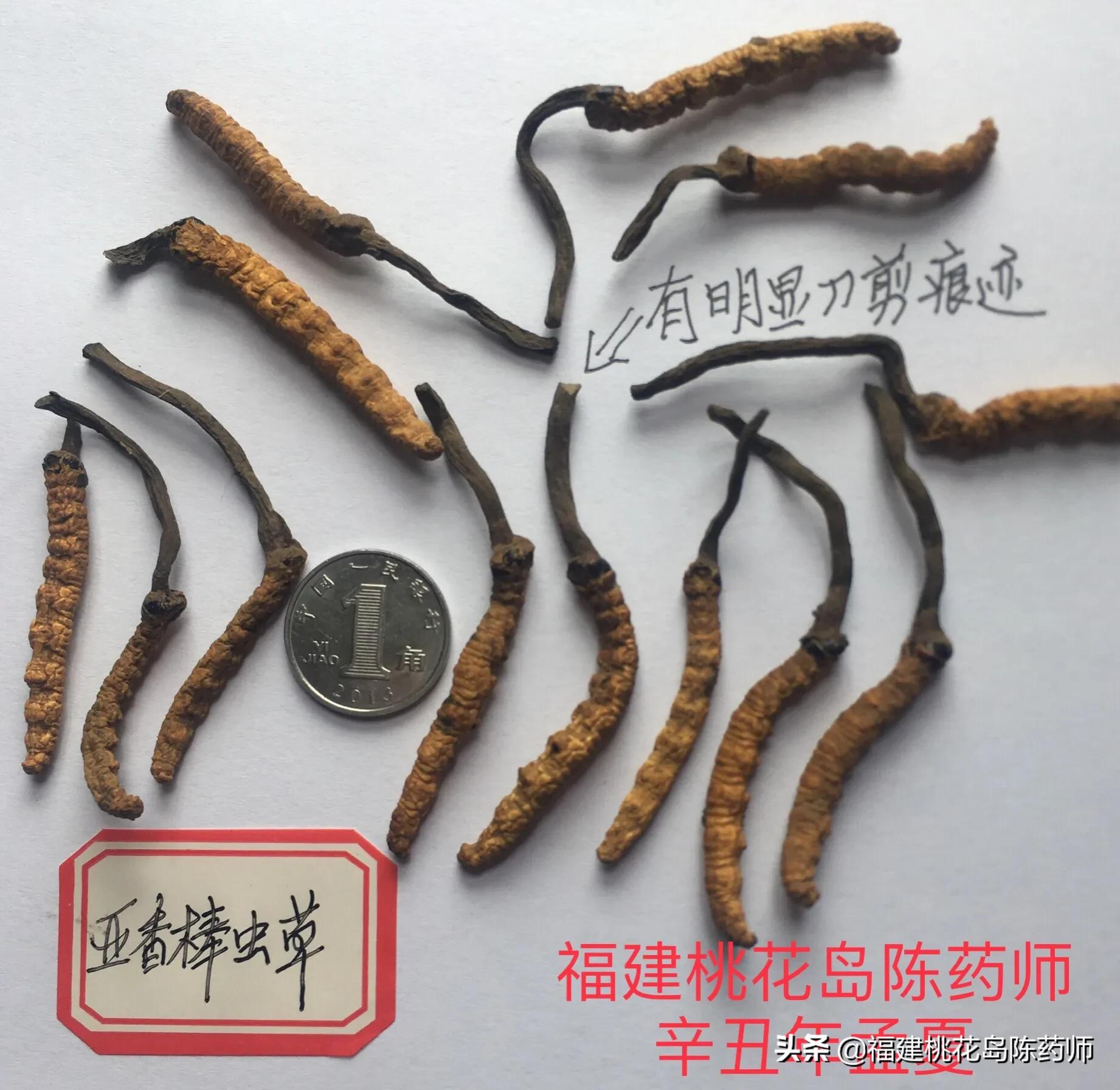 中药冬虫夏草的鉴定方法 (虫草中药材识别图片大全)