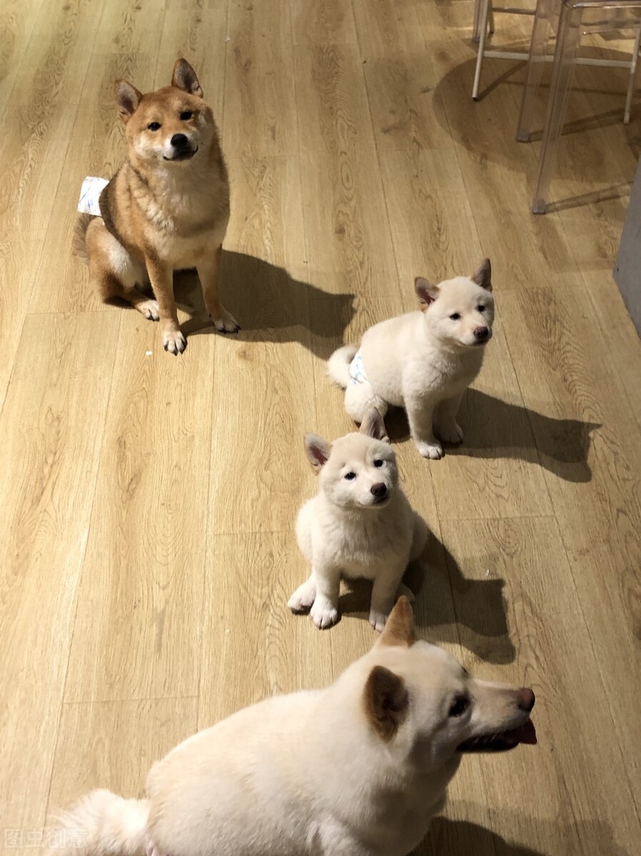 因表情包走红网络,网红柴犬表情包我只想拥有快乐