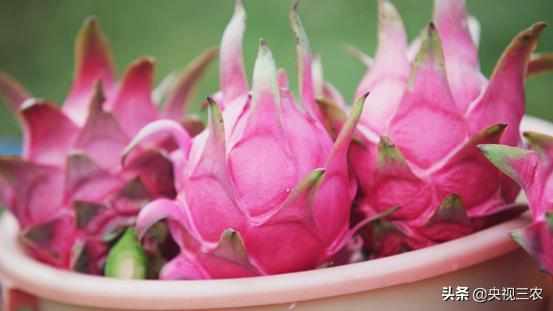 火龙果红心和白心的介绍,火龙果如何区别红心还是白心