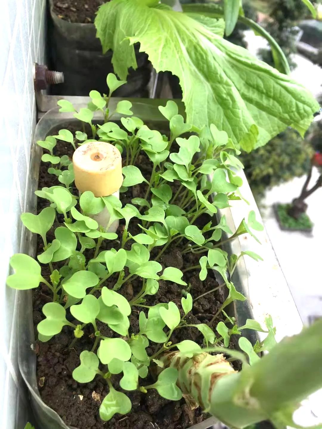 新手小阳台种菜哪些好种,新手阳台种菜怎么种得快