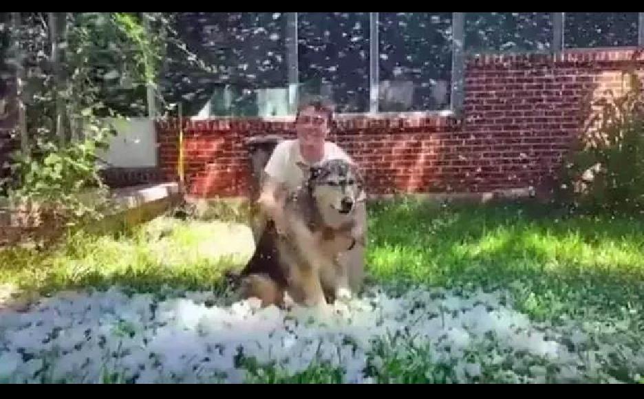 狗狗因肿瘤被无情的抛弃,狗狗恶性肿瘤要安乐死吗