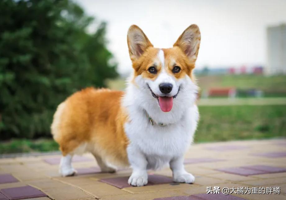 柯基犬怎么知道好不好,如何知道柯基有肠胃疾病