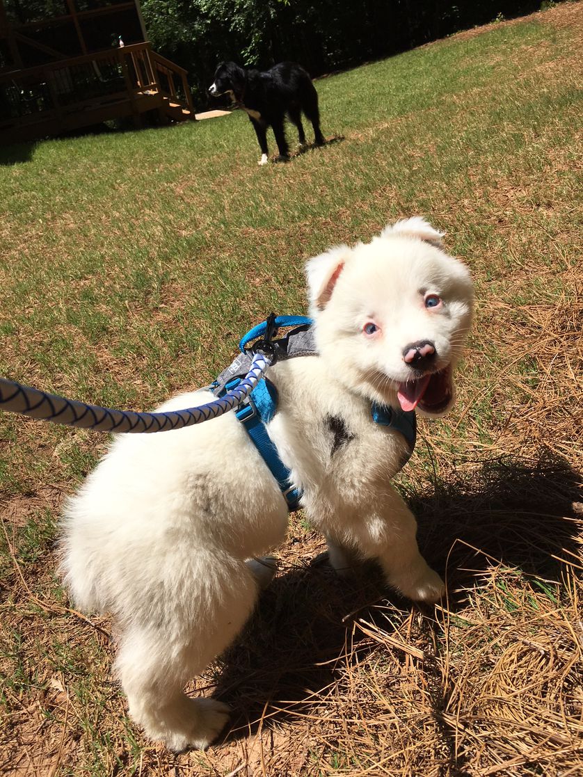 养一只幼年的小狗它会孤独吗,养一只小狗感觉小狗太孤独了