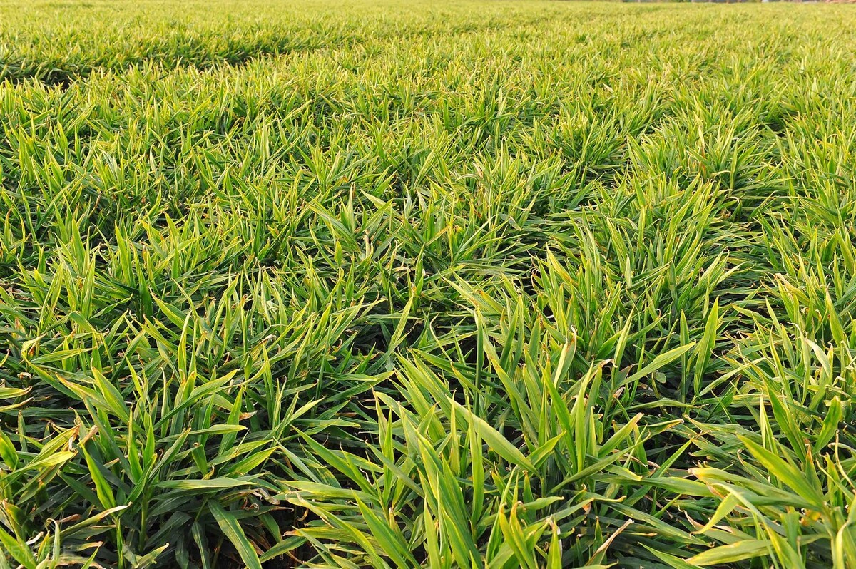 生姜种植技术如何施肥,怎么种植生姜施肥和管理