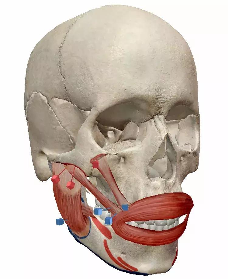 体态大师颧骨外扩,颧骨怎么样才算外扩