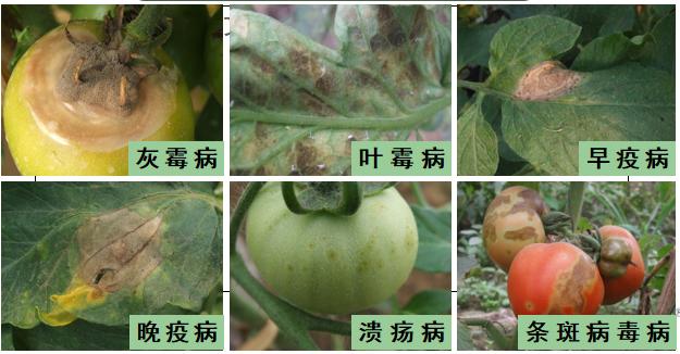 西红柿转色慢怎么解决,西红柿转色的最佳温度