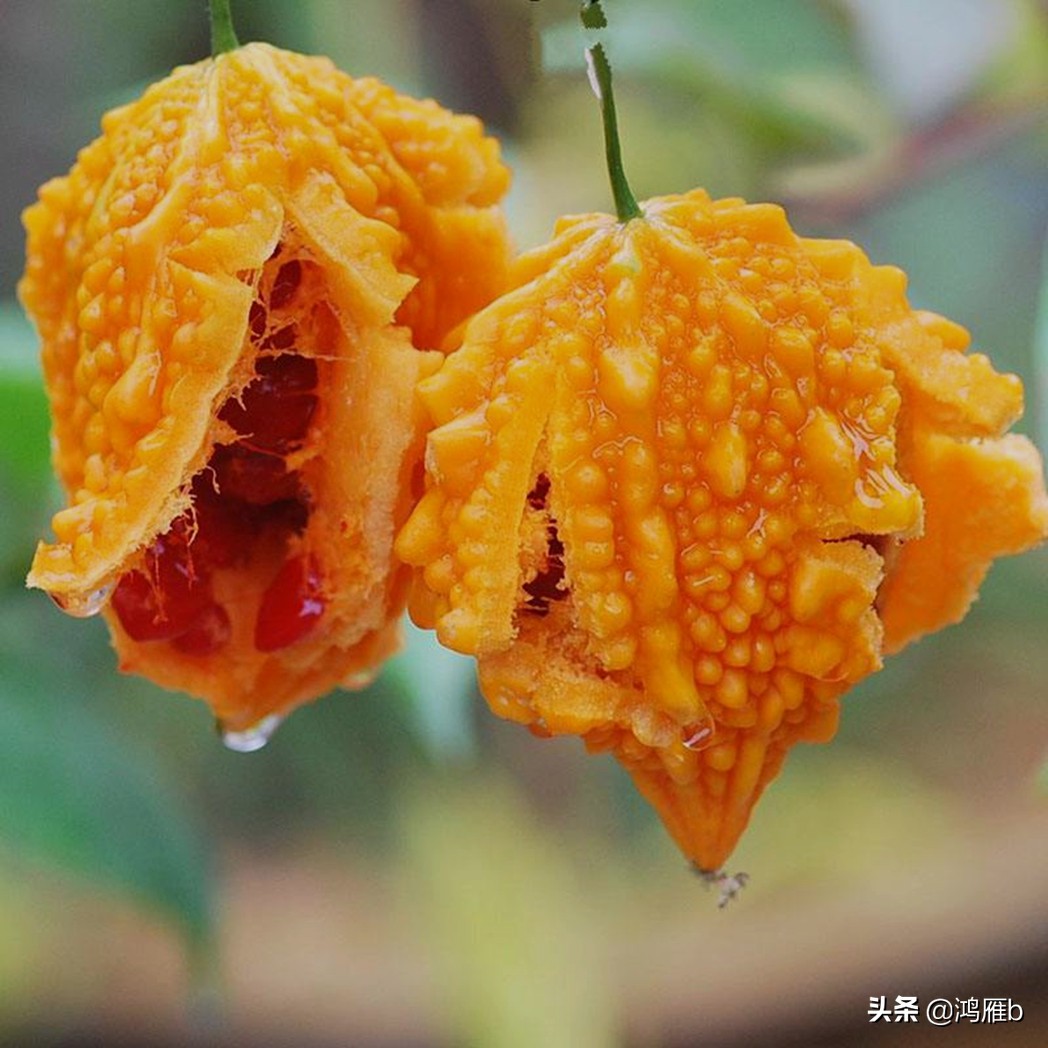 您认识这是什么,能叫出它的名字吗?