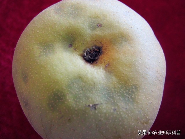 水果套袋为什么还是防不了虫,水果套袋能否防虫害完整实验步骤