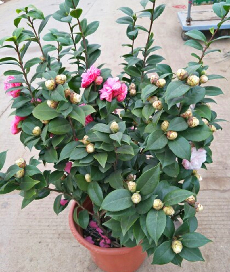 十大好养的懒人花好看,家中常种的十种吉祥花