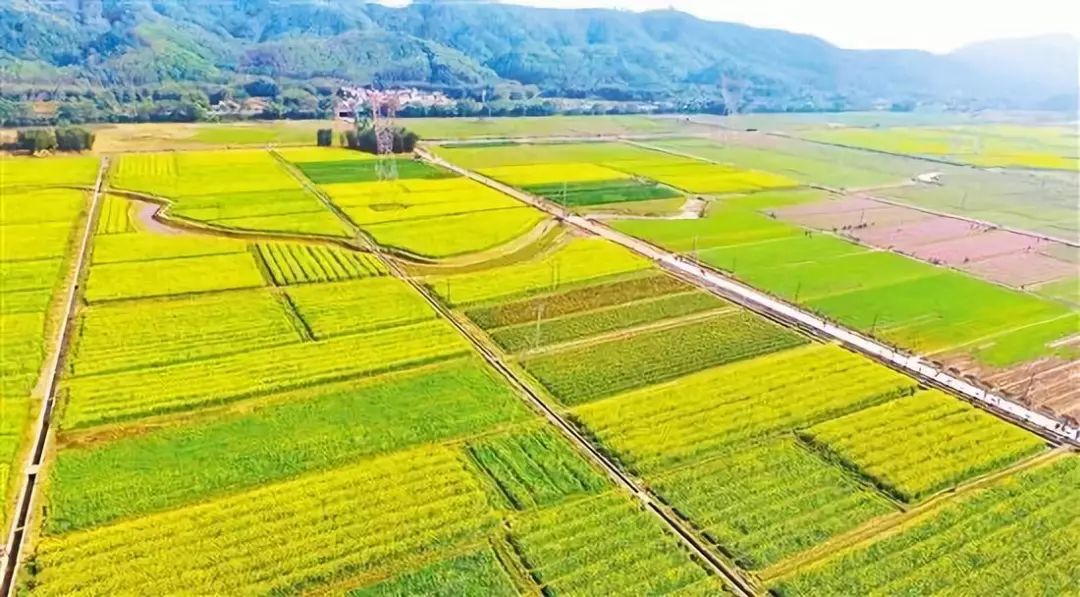 恩平市城镇最新规划项目,恩平森林小镇