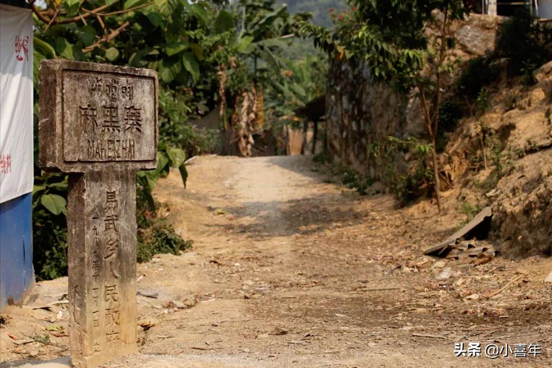 易武茶麻黑的特点,麻黑古树易武茶