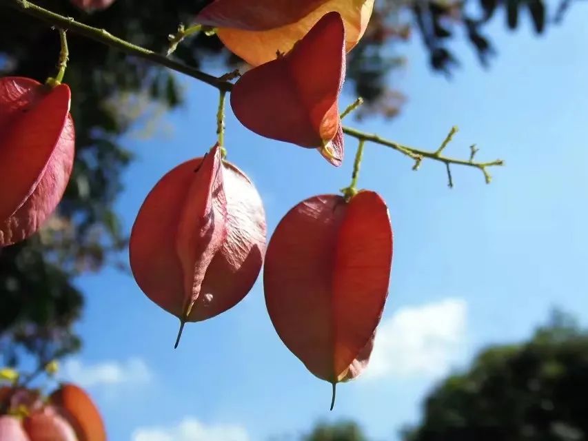 草木人间和燃冬,草木和人间