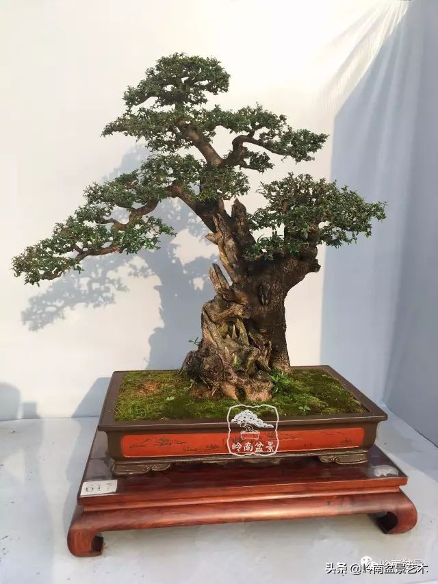 杂木盆景也毫不逊色,杂木盆景值钱吗