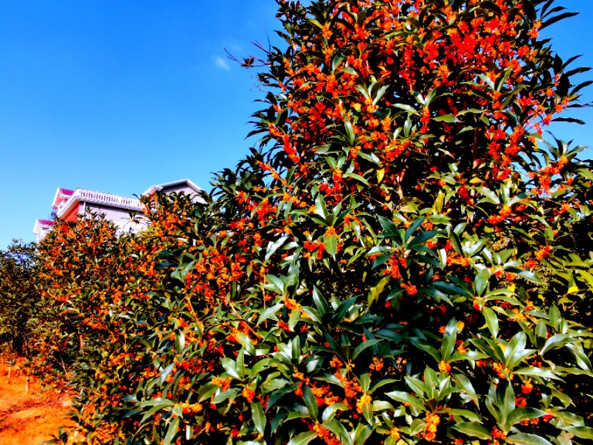 金秋十月金灿灿的桂花又香又美丽,又香又美的红桂花