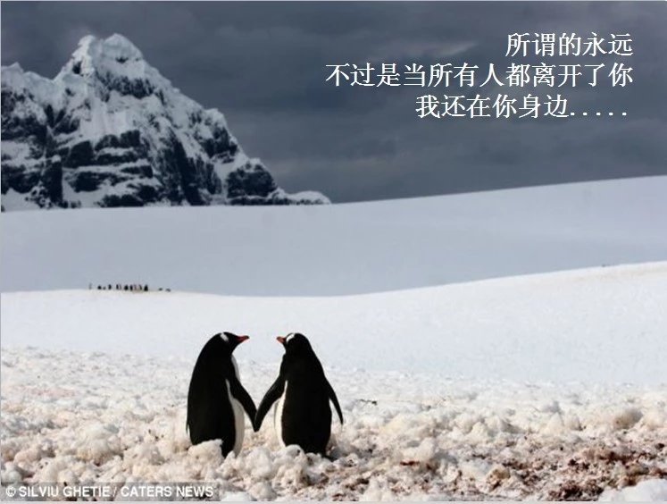 我只想说声爱你,只想再爱你一次