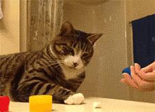 猫咪猜杯子游戏第三关,猫猜杯子游戏