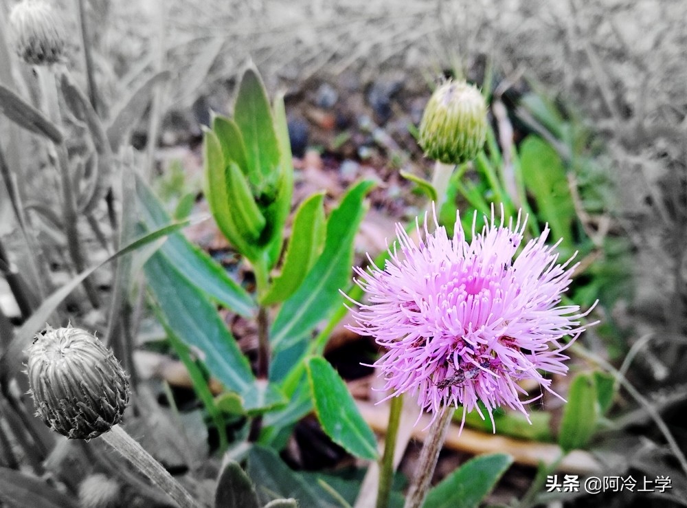 小学语文口语交际的技巧和方法,小学语文15个口语交际必考