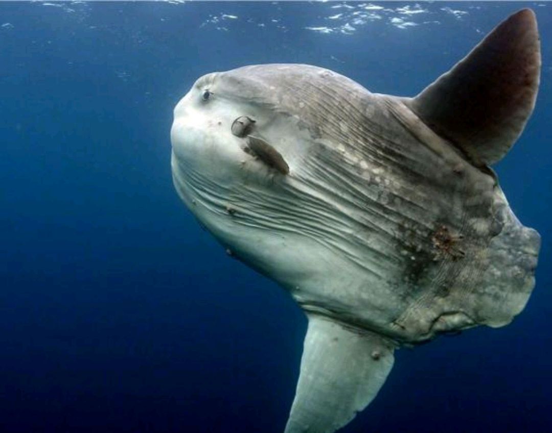 白t恤上的血渍怎么去除,白t恤有黄色污渍怎样去掉