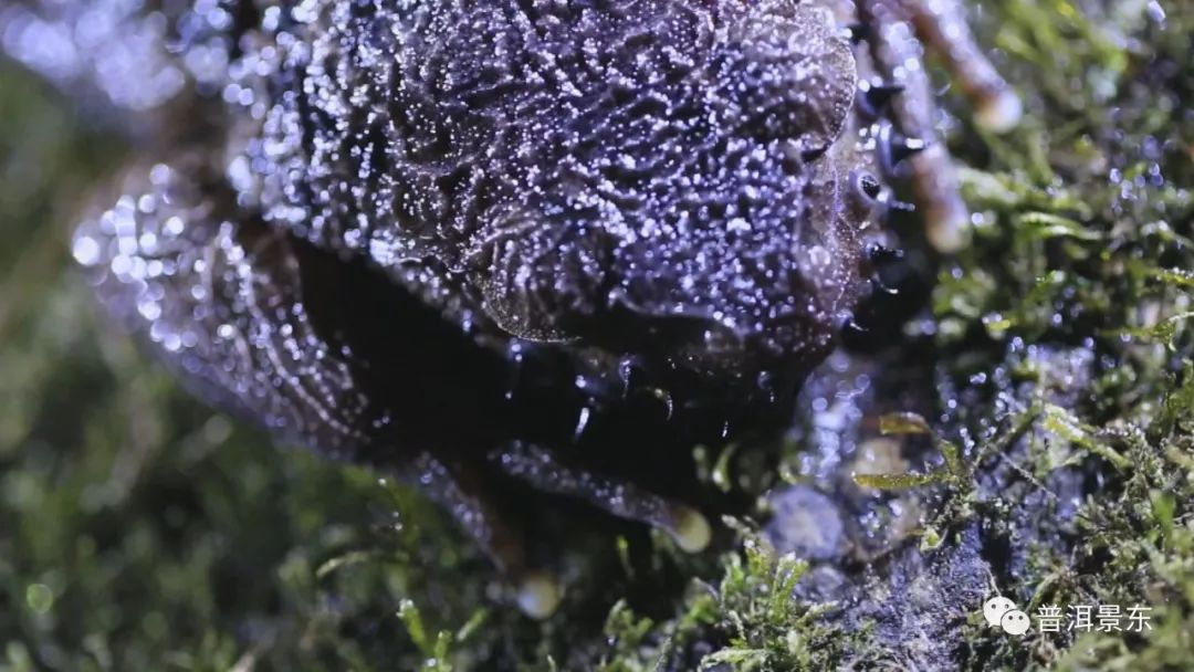 夜访哀牢山怪物，长相吓人叫声恐怖！