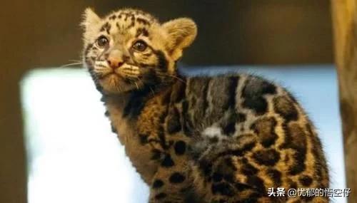 中国“小剑齿虎”，地上吃野猪、上树吃猴，挺过640万年今濒危！