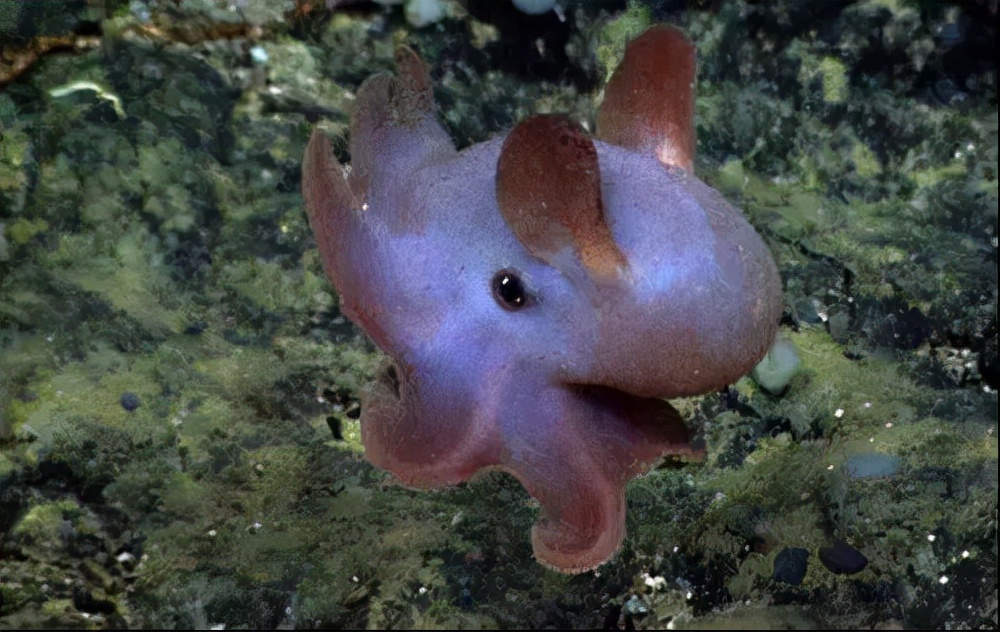 10大长相比较奇怪的动物,你认识多少种长相奇怪的动物