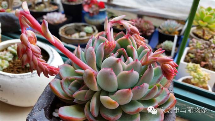 多肉月影系有哪些品种,月影系多肉品种大全