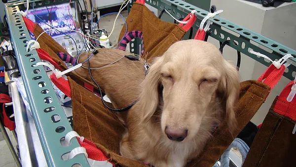 去一趟宠物医院检查要多少钱,给宠物看病的市民如何避坑