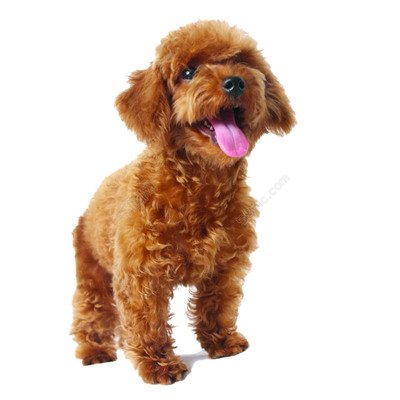 泰迪脑袋大是纯种的吗,纯种泰迪犬体型是怎样的图片