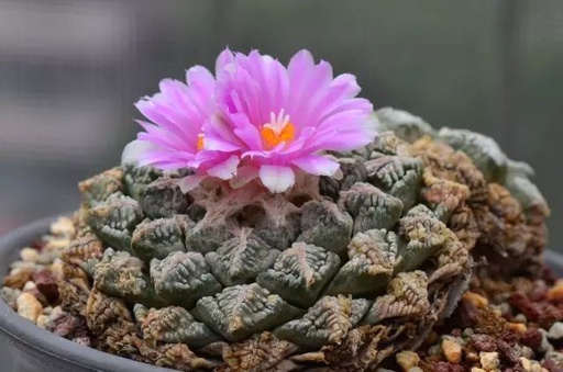 世界十大花卉排行榜名单,世界十大名贵花草