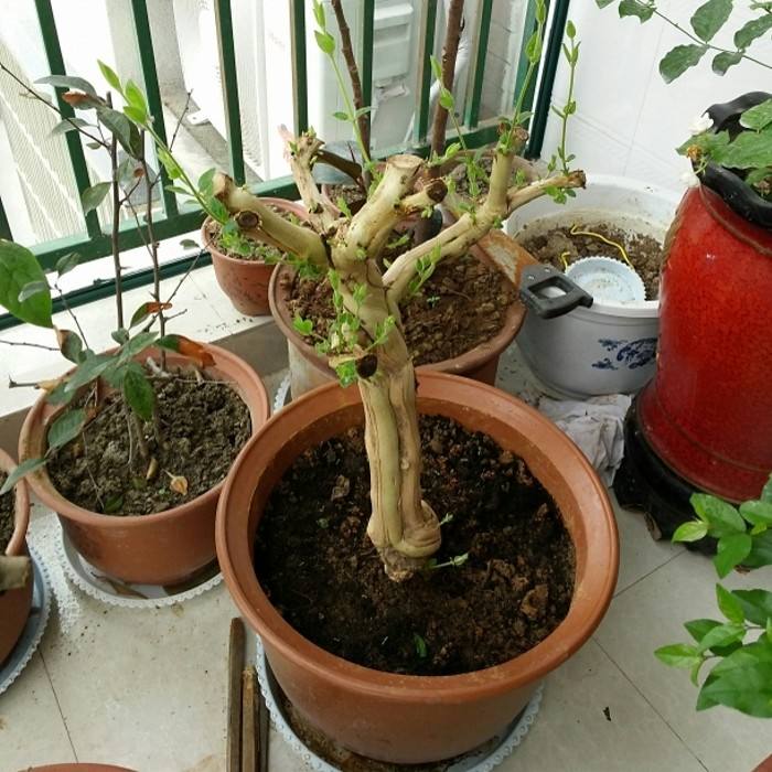 养金银花盆底要有洞吗,养金银花用多大盆