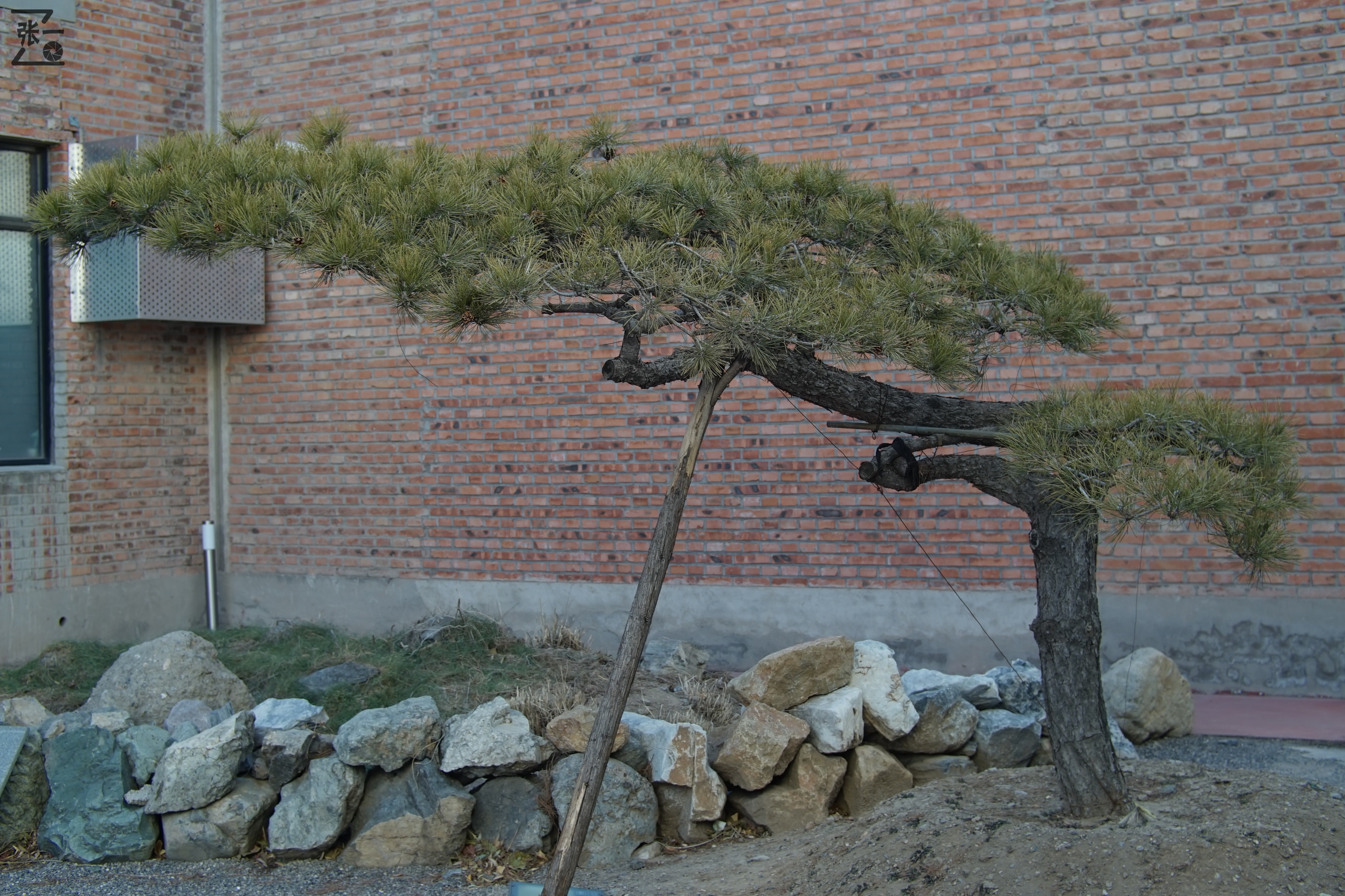 中国产微单,24-135镜头索尼