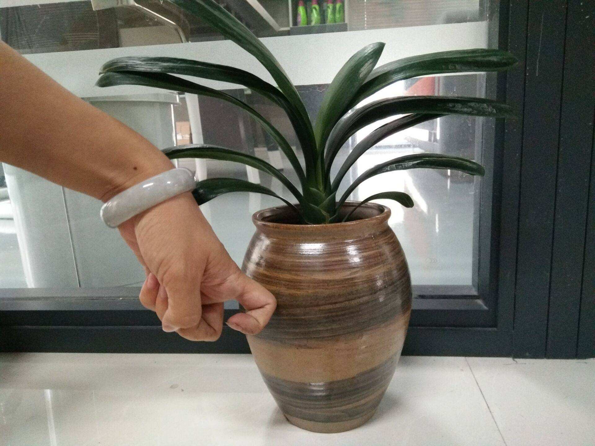 怎么养好君子兰避开5大误区,养好君子兰首先要改掉3个坏习惯