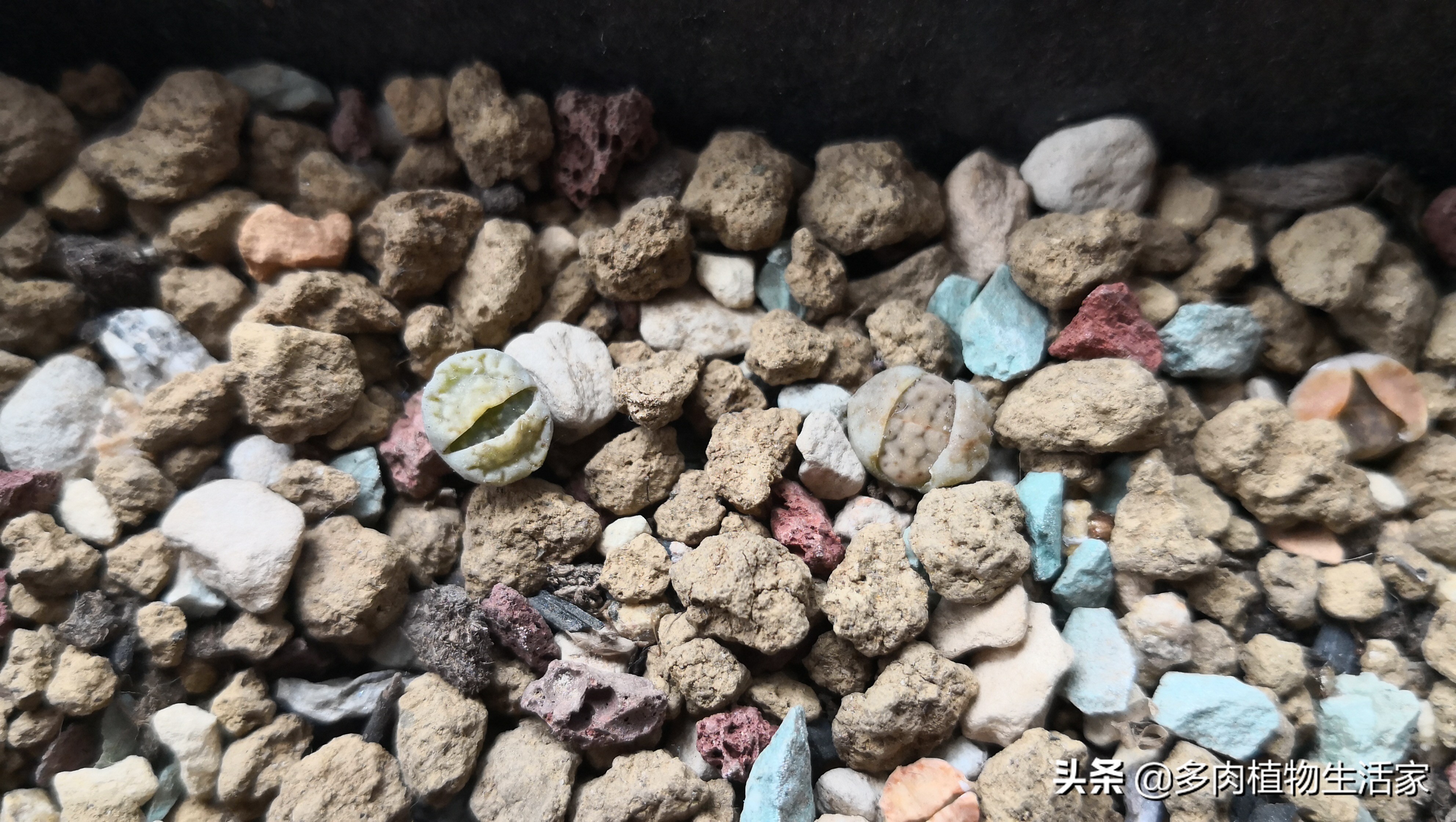 生石花多肉多久蜕皮,多肉生石花种子发芽过程