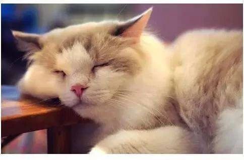 猫咪误食大块异物,猫咪误食了异物怎么办