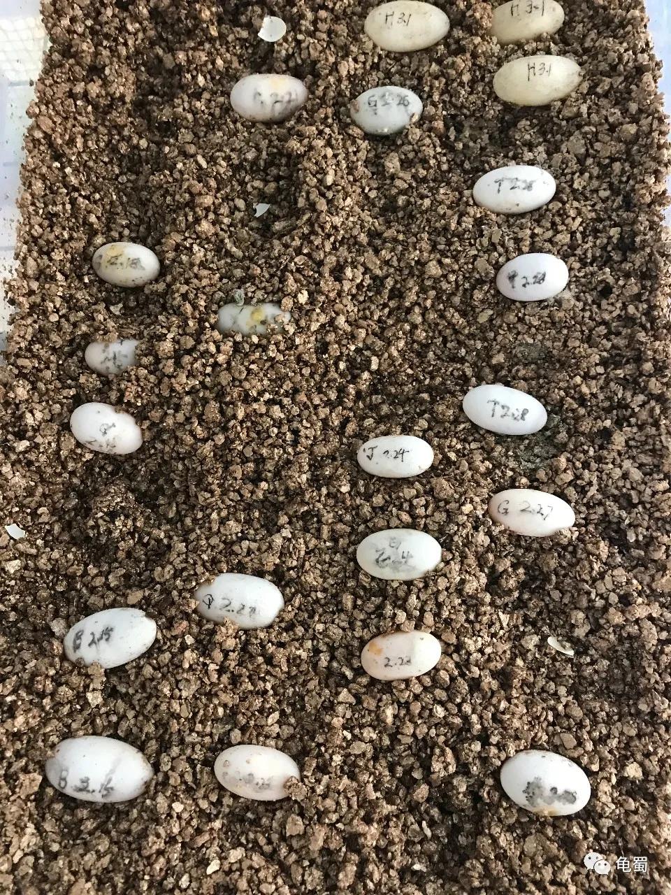 minimonster杭州,minimonster绘本