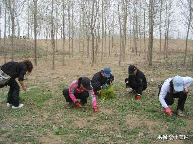 野菜蒲公英图片及识别方法,蒲公英野菜大全配图片和名字