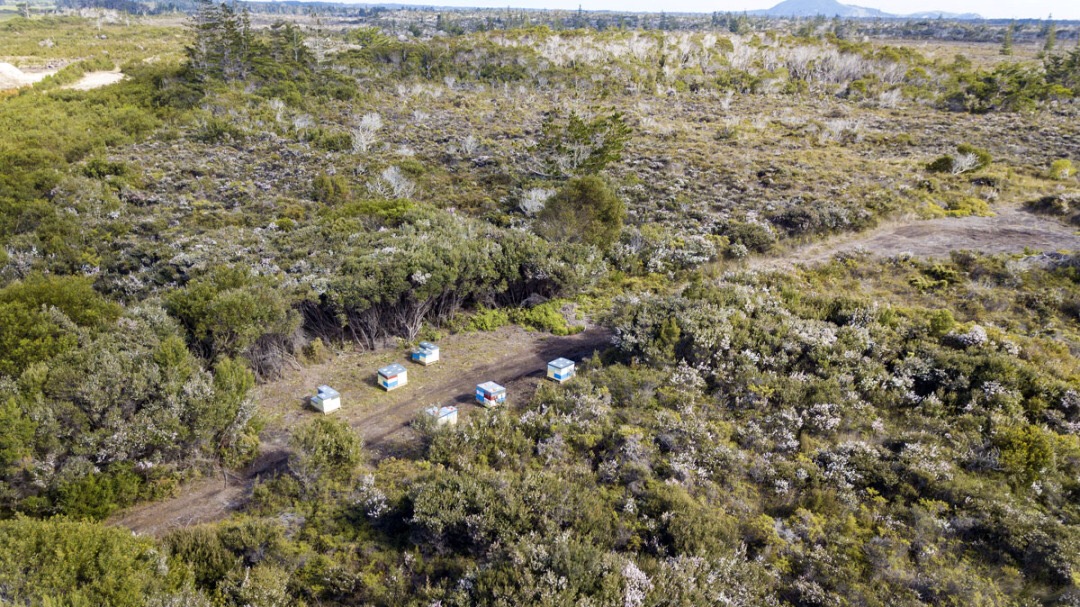 麦卢卡蜂蜜是什么意思,普通蜂蜜和麦卢卡蜂蜜有什么不同