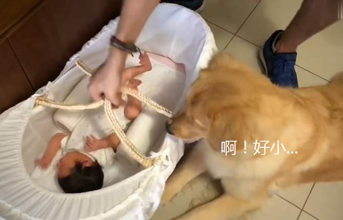 金毛好养吗爱乱跑吗,金毛的优点和缺点