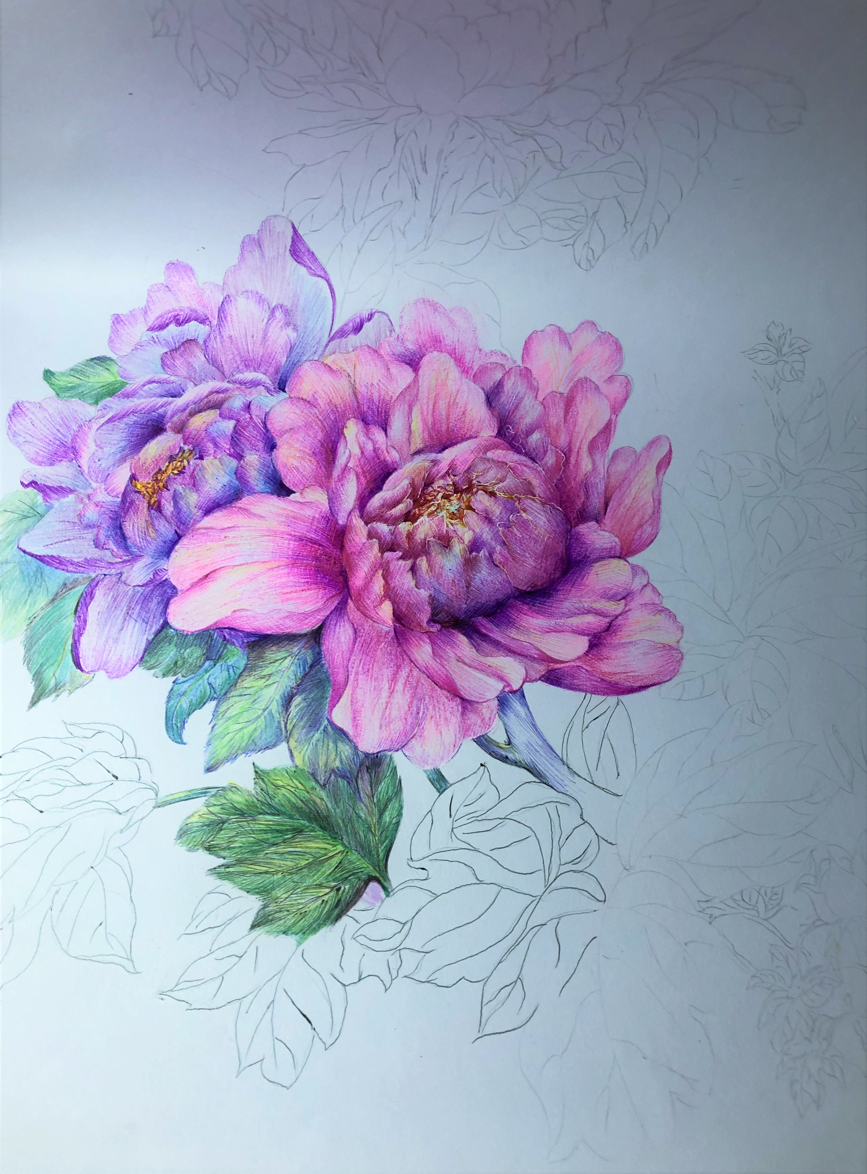 圆珠笔画牡丹教学,圆珠笔画牡丹的画法