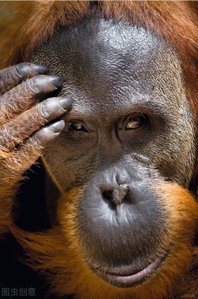 女野人住山洞真实生活,女野人被抓藏地窖