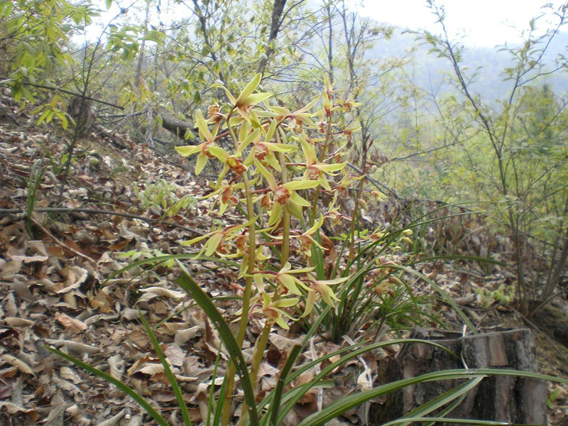 蕙兰怎么养出花苞,大花蕙兰刚出花苞怎么养