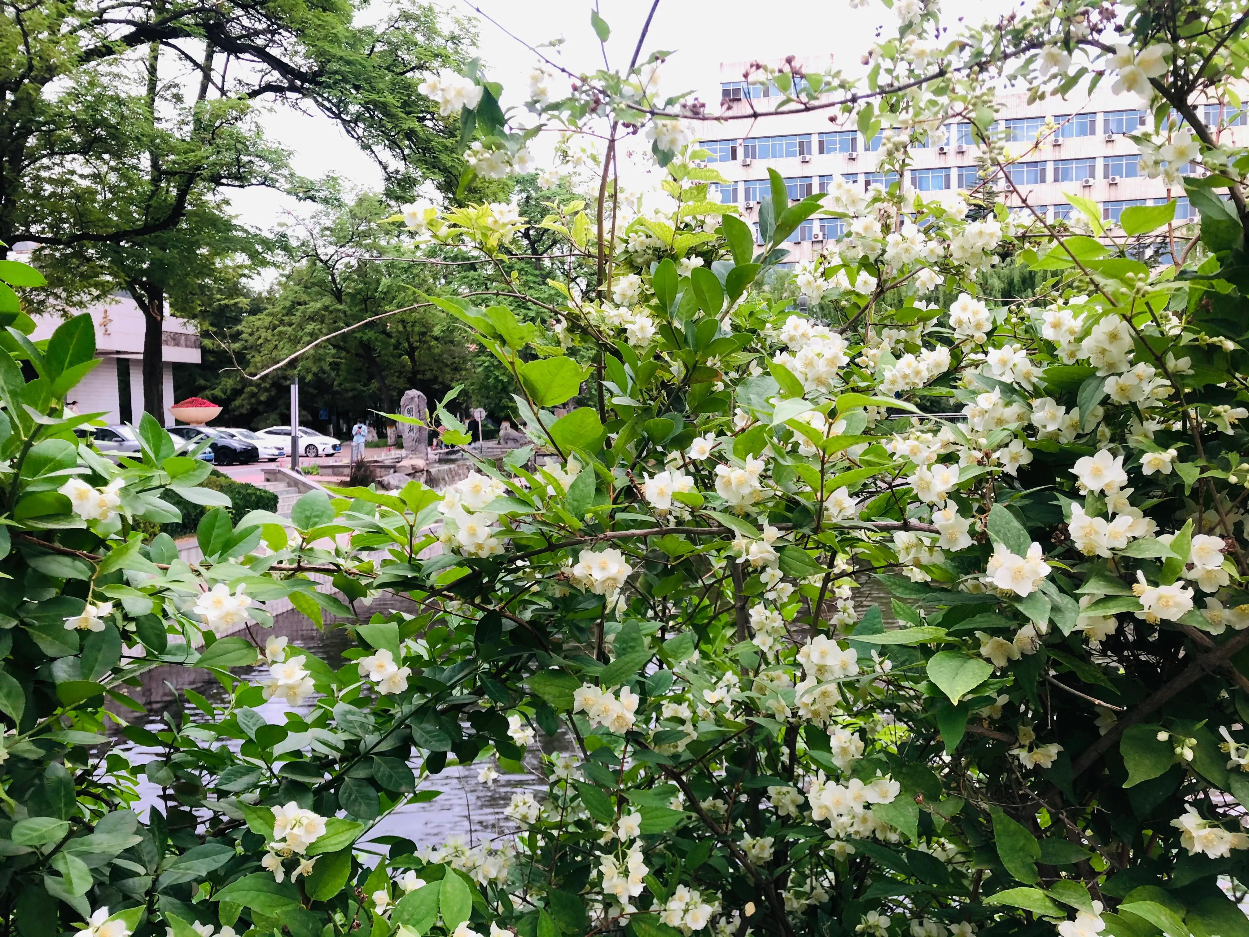 具有传奇故事的太平花你听说过吗？见过吗？