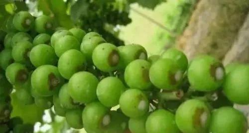 葡萄遇到药害,葡萄遇到药害怎么赔偿