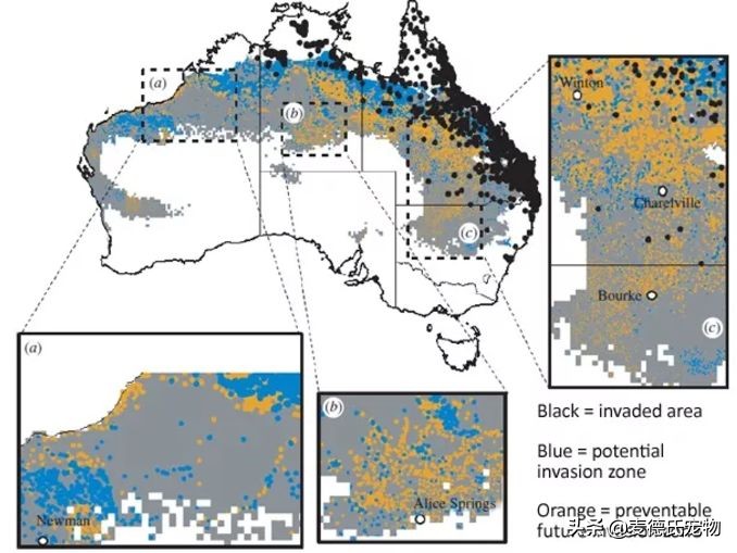 澳洲狗子吸毒,澳大利亚流浪狗