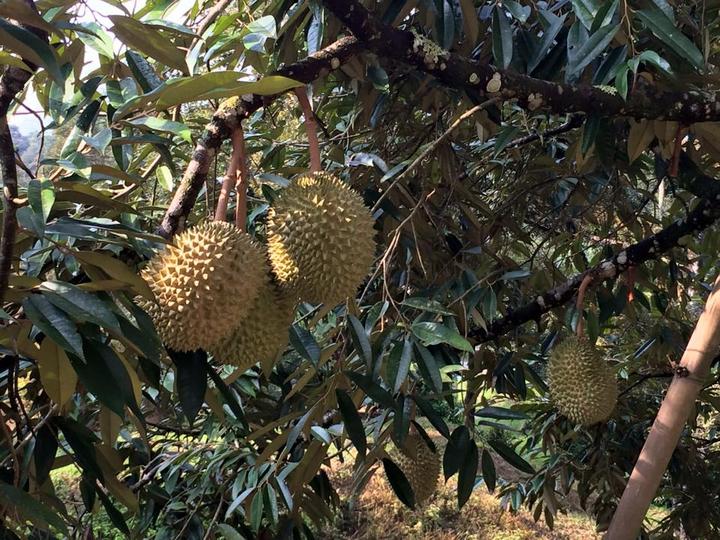 榴莲马来西亚出口,榴莲经济爆发中国需求利好东南亚