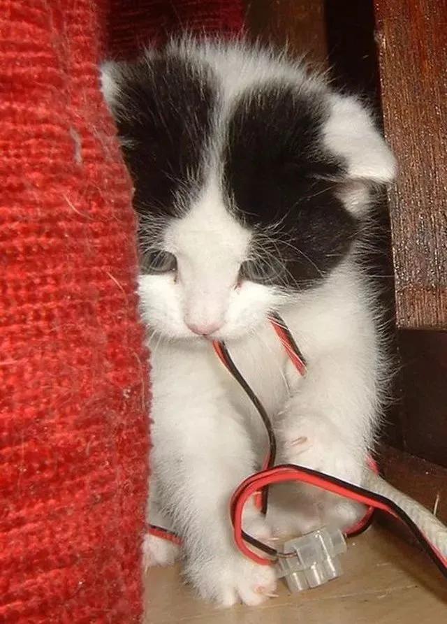 猫咪对数据线有什么执念吗,猫咪为什么那么喜欢咬数据线