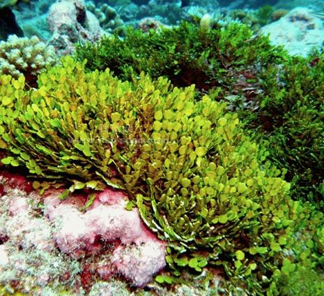 老中医可以给孩子起名吗,用中药名字给孩子取名可以吗