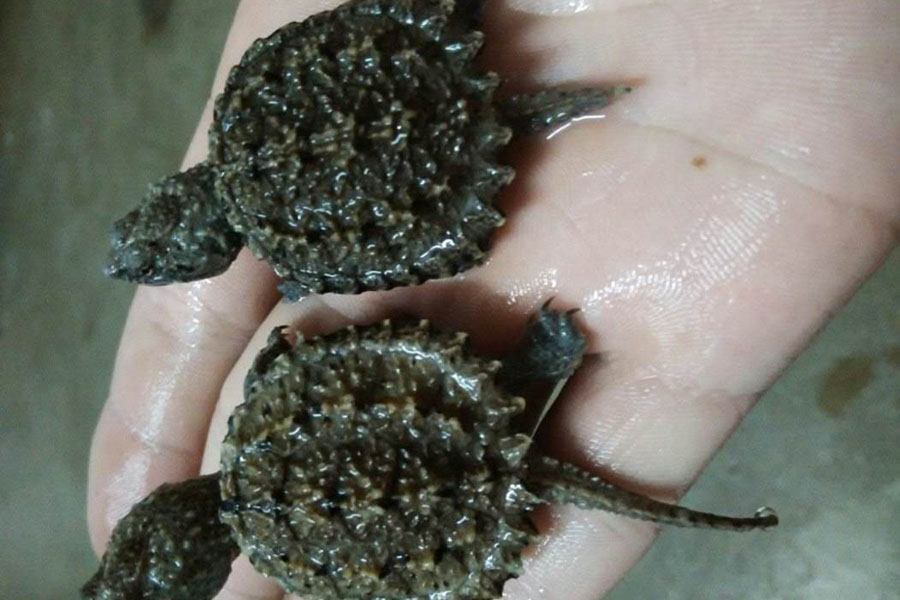 乌龟为啥会断甲,乌龟为什么会断尾