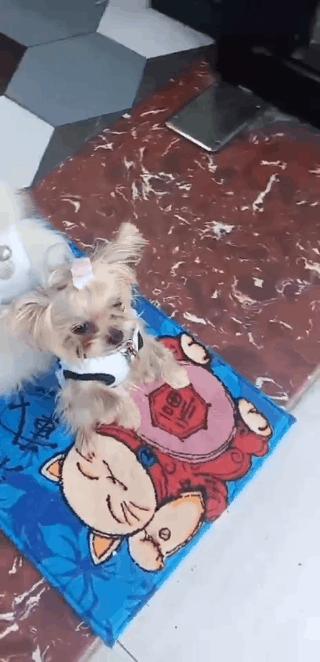 男生猛犬穿女装,男生细狗穿女装